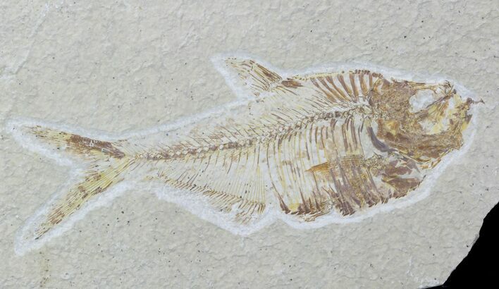 Bargain, Diplomystus Fossil Fish - Wyoming #88548